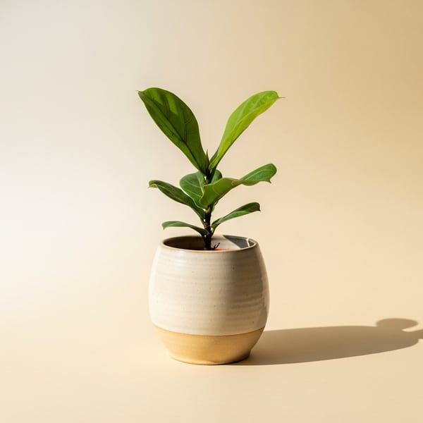 Fiddle-Leaf Fig houseplant